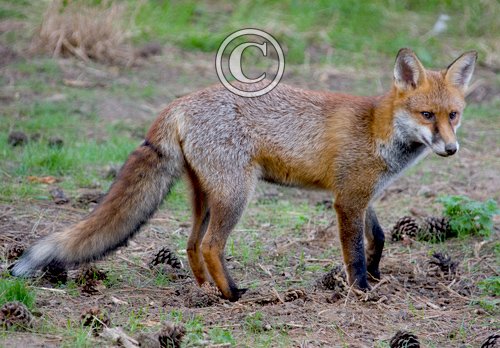 Red Fox 3 DM0255